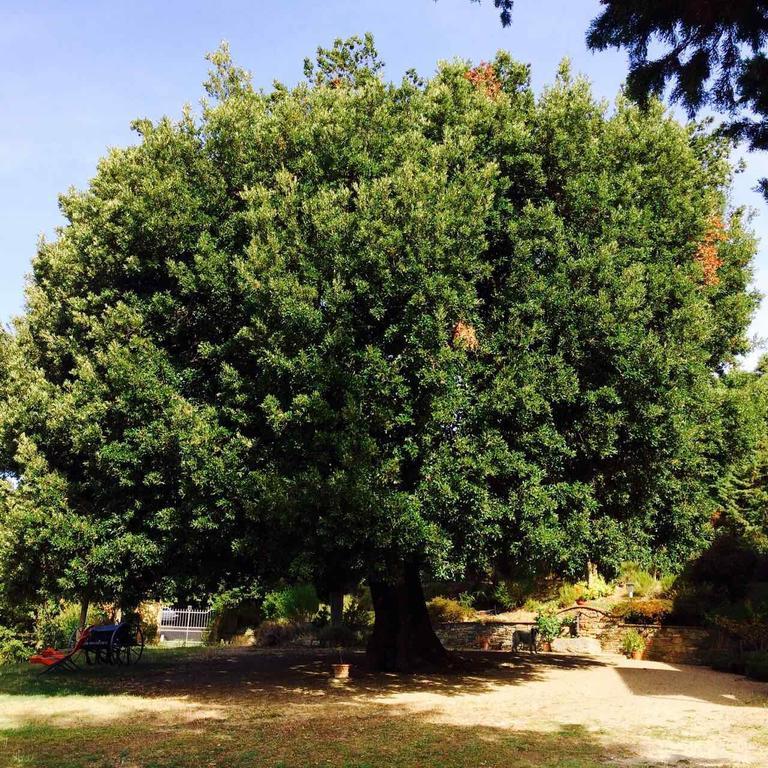 Agriturismo La Bicocca - Apt. "Il Leccio" Castel Rigone ห้อง รูปภาพ